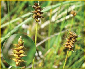   ( Carex dioica )    