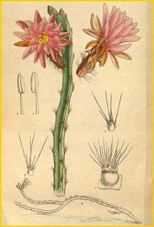   ( Cereus tunilla ) Curtis's Botanical Magazine 1918