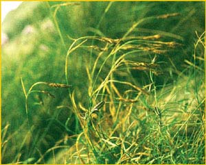   /  ( Carex misandra / fuliginosa )    