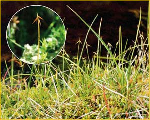   ( Carex pauciflora )    