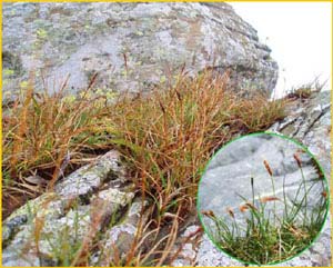   ( Carex rupestris )    