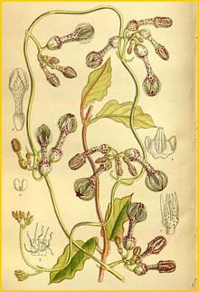   ( Ceropegia thorncroftii ) Curtis's Botanical Magazine 1912