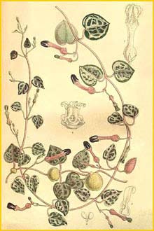   ( Ceropegia woodii ) Curtis's Botanical Magazine 