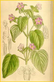   ( Chirita rupestris )  Curtis's Botanical Magazine 1910