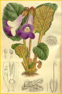   ( Chirita trailliana )  Curtis's Botanical Magazine 1917