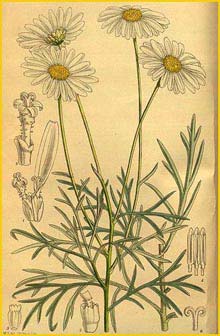  ( Chrysanthemum foeniculaceum ) Curtis's Botanical Magazine 1916