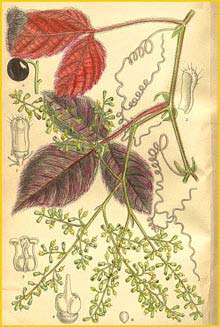   ( Cissus adenopodus )  Curtis's Botanical Magazine 1909