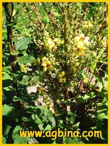   ( Verbascum austriacum )