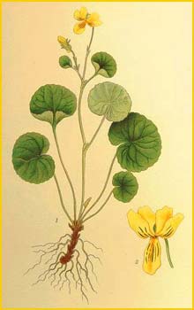   ( Viola biflora ) Bilder ur Nordens Flora (1901-1905) by Carl Lindman