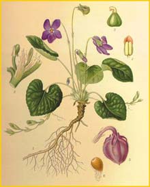   ( Viola odorata ) Bilder ur Nordens Flora (1901-1905) by Carl Lindman