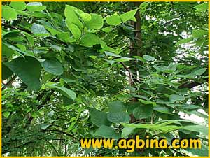   ( Celtis tenuifolia )