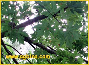   /   (  Acer macrophyllum )