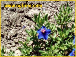  /  ( Anagallis monellii / collina / linifolia / maritima / grandiflora ) 