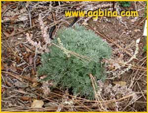   ( Artemisia pycnocephala )