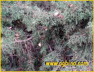   ( Juniperus californica )