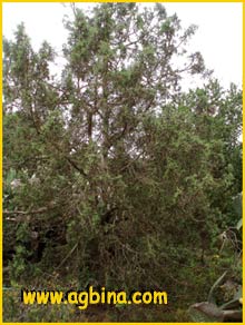  ( Juniperus osteosperma )