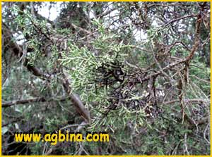   ( Juniperus osteosperma)