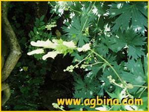   ( Aconitum altissimum )