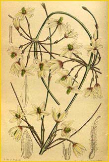   ( lematis afoliata / aphylla ) Curtis's Botanical Magazine 1916