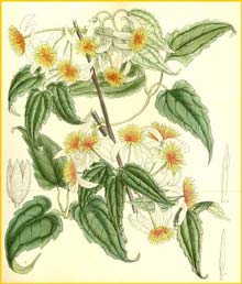      ( lematis aristata dennisae ) Curtis's Botanical Magazine 1911