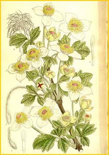   ( lematis chrysocoma )  Curtis's Botanical Magazine 1911