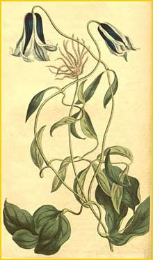   ( lematis cylindrica )  Curtis's Botanical Magazine 