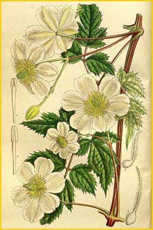   .  ( lematis fargesii souliei ) Curtis's Botanical Magazine 1917
