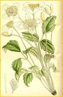    ( lematis montana wilsonii ) Curtis's Botanical Magazine 1911