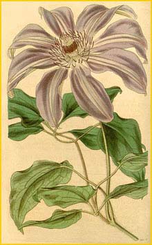    ( lematis patens grandiflora )  Curtis's Botanical Magazine 