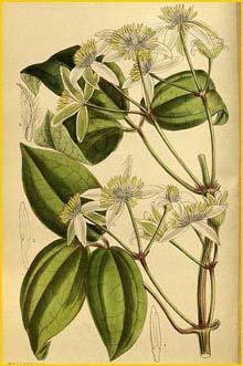  ( lematis pavoliniana )  Curtis's Botanical Magazine 1916