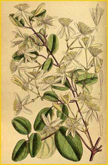    ( lematis uncinata retusa ) Curtis's Botanical Magazine 1915