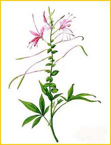    ( Cleome speciosa ) Flora de Filipinas 1880-1883 by Francisco Manuel Blanco