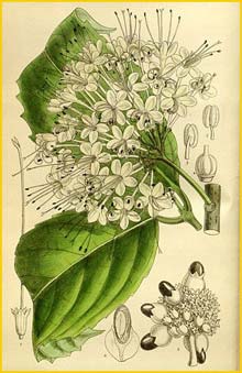   ( Clerodendrum bakeri ) Curtis's Botanical Magazine 1913