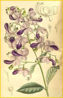   ( Clerodendrum ugandendse ) Curtis's Botanical Magazine 