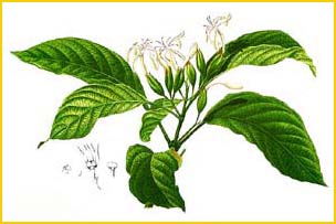   ( Clerodendrum blancoi ) Flora de Filipinas 1880-1883 by Francisco Manuel Blanco