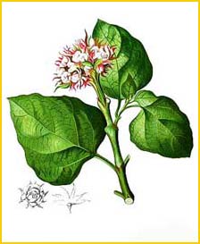   ( Clerodendrum chinense ) Flora de Filipinas 1880-1883 by Francisco Manuel Blanco