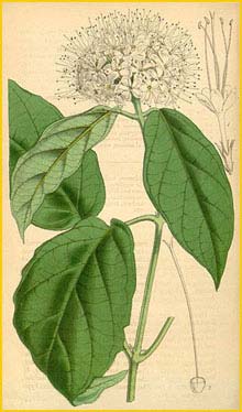    ( Clerodendrum sinuatum) Curtis's Botanical Magazine