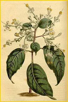    ( Clerodendrum tomentosum ) Curtis's Botanical Magazine 1811