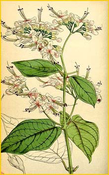   ( Clerodendrum umbellatum ) Curtis's Botanical Magazine