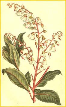   ( Clethra arborea ) Curtis's Botanical Magazine