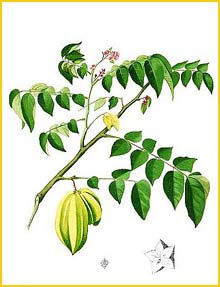   ( Averrhoa carambola ) Flora de Filipinas 1880-1883 by Francisco Manuel Blanco