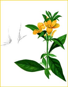   ( Barleria prionitis ) Flora de Filipinas 1880-1883 by Francisco Manuel Blanco 