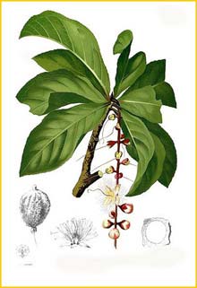   ( Barringtonia racemosa ) Flora de Filipinas 1880-1883 by Francisco Manuel Blanco  