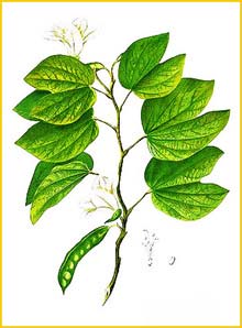   ( Bauhinia acuminata ) Flora de Filipinas 1880-1883 by Francisco Manuel Blanco  