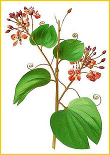  ( Bauhinia cumingiana ) Flora de Filipinas 1880-1883 by Francisco Manuel Blanco