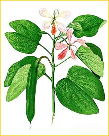    ( Bauhinia subrotundifolia ) Flora de Filipinas 1880-1883 by Francisco Manuel Blanco