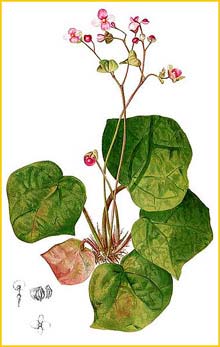   ( Begonia rhombicarpa ) Flora de Filipinas 1880-1883 by Francisco Manuel Blanco 