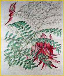    ( Clianthus puniceus ) Curtis's Botanical Magazine 1837