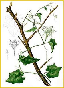     ( Coccinia	grandis ) Flora de Filipinas 1880-1883 by Francisco Manuel Blanco 
