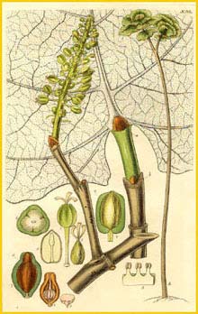    ( Coccoloba pubescens ) Curtis's Botanical Magazine